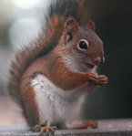 1-SCopier - C13042615261